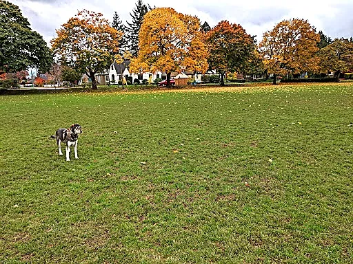 Rose City Soccer Field - 1